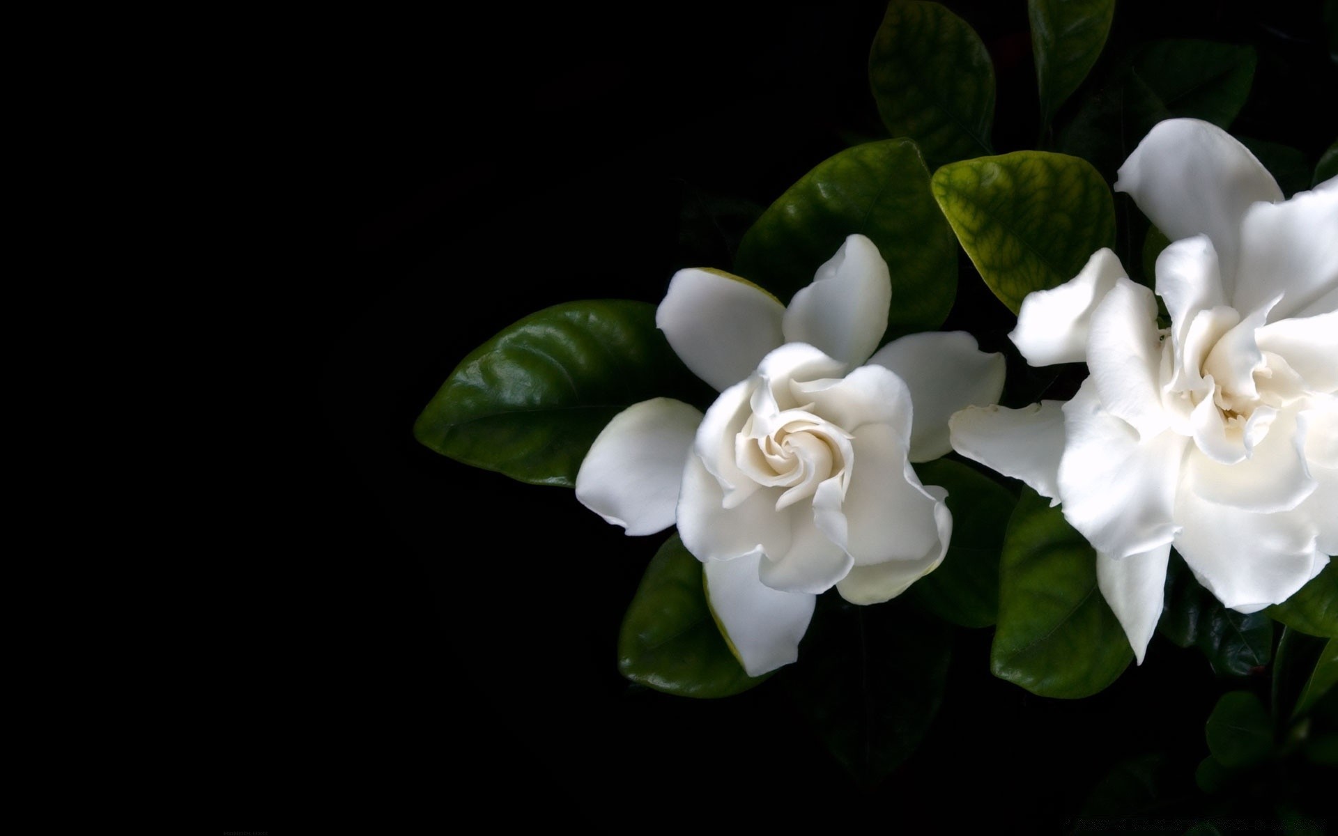 çiçekler çiçek yaprak flora doğa güzel çiçek masaüstü renk düğün bahçe petal dekorasyon yakın çekim çiçeklenme gül