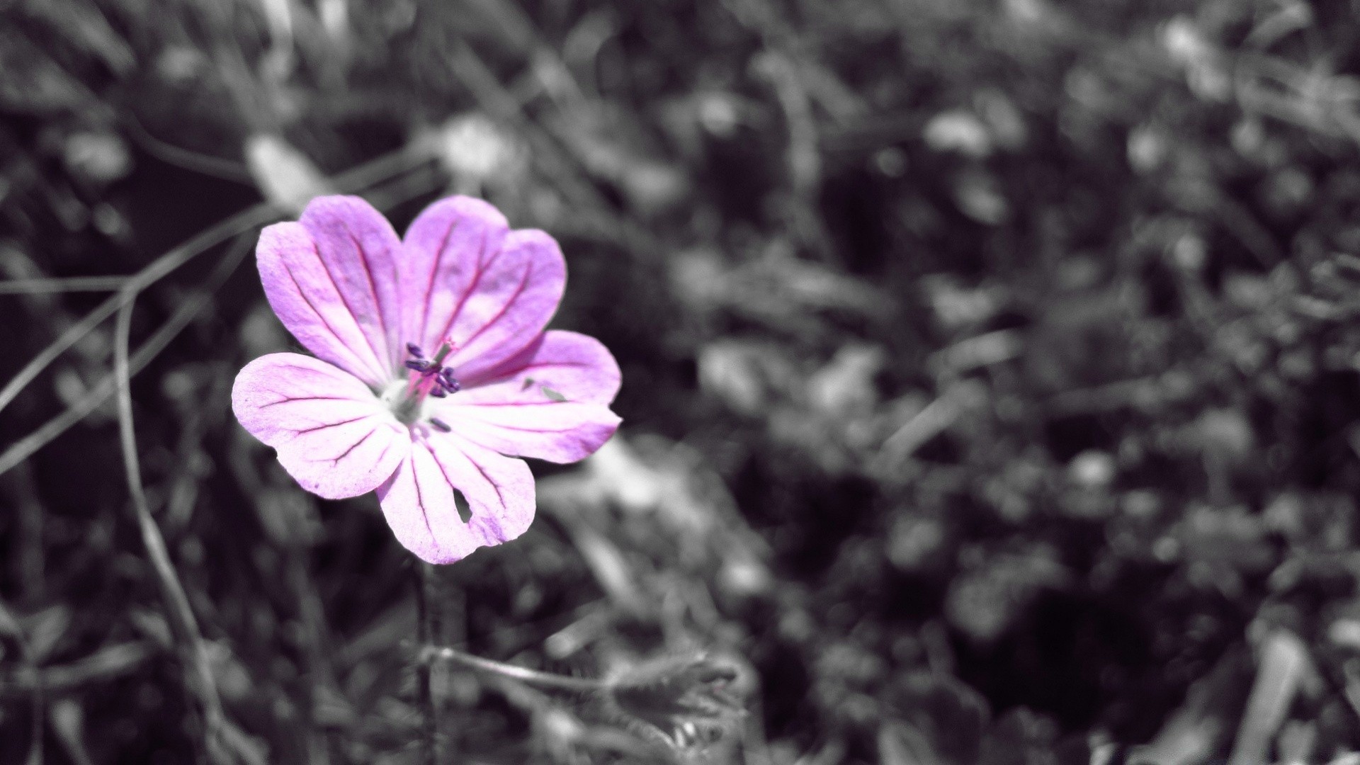 blumen natur blume flora sommer garten blatt hell im freien blühen