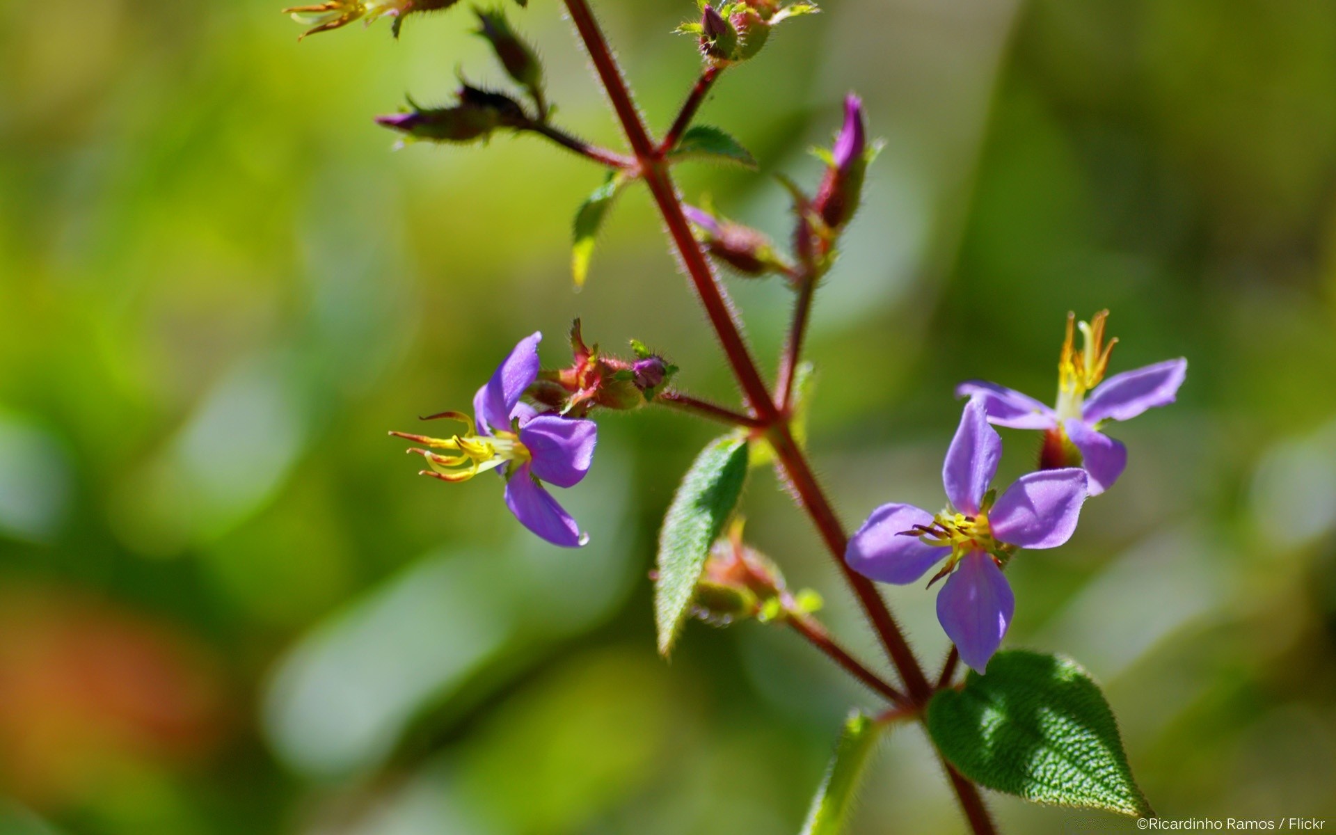 çiçekler doğa çiçek yaprak açık havada flora bulanıklık bahçe yaz büyüme renk