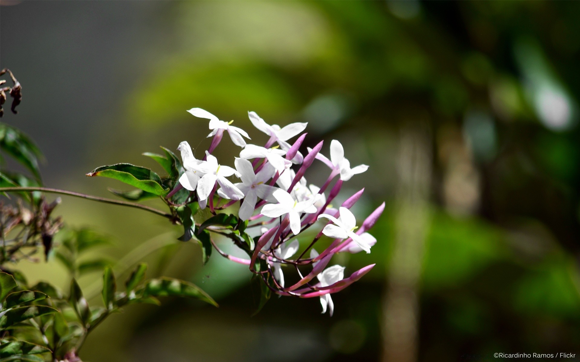 flores naturaleza flor hoja flora jardín árbol floración hermoso pétalo verano crecimiento rama floral parque primer plano brillante color al aire libre arbusto