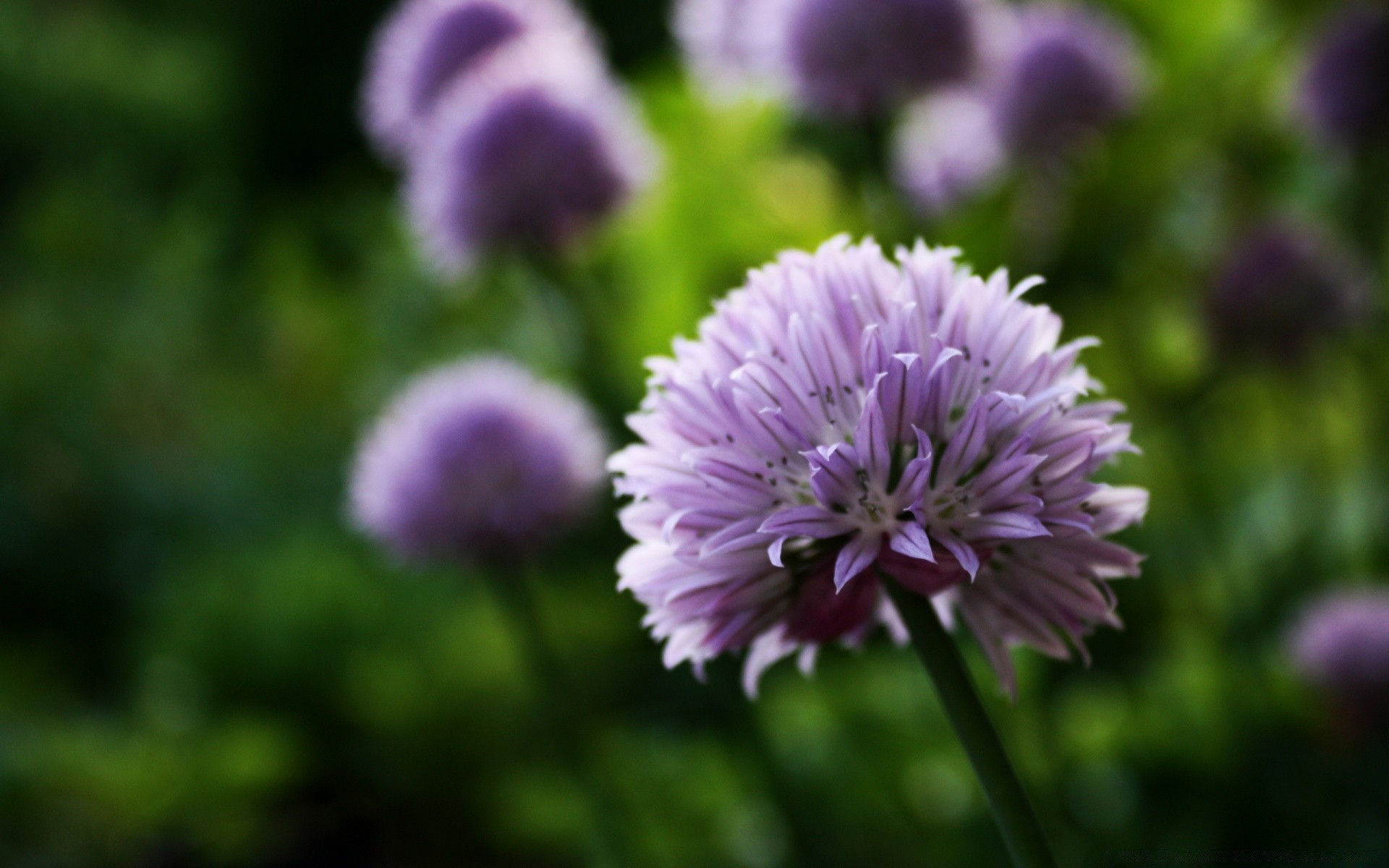 fleurs fleur nature flore été jardin bluming feuille pétale champ violet foin à l extérieur croissance vivace herbe saison gros plan floral lumineux