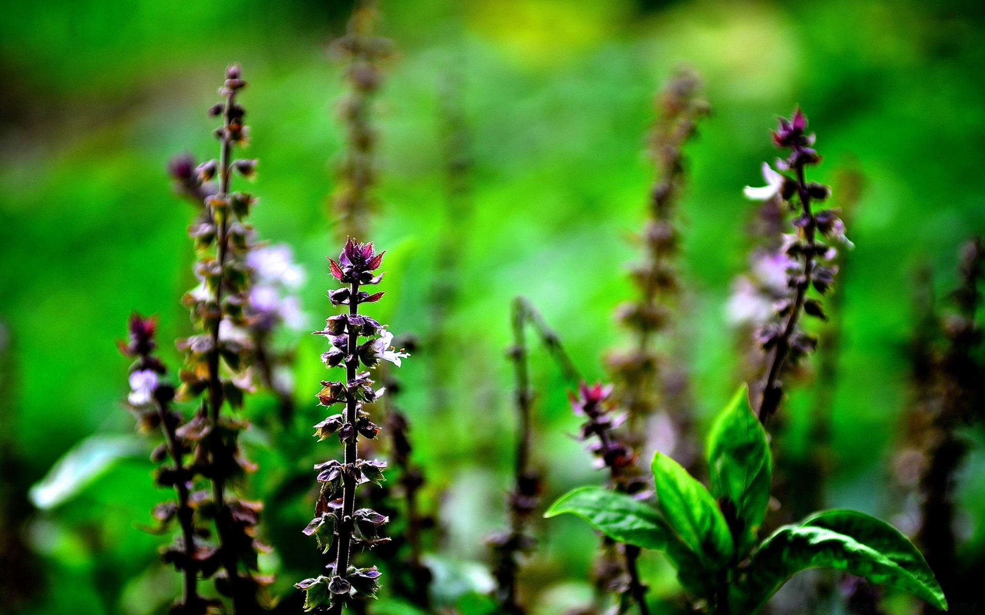 fiori natura foglia flora fiore a base di erbe medicina giardino esterno estate selvaggio fiore floreale erba profumo stagione crescita di legno aromaterapia