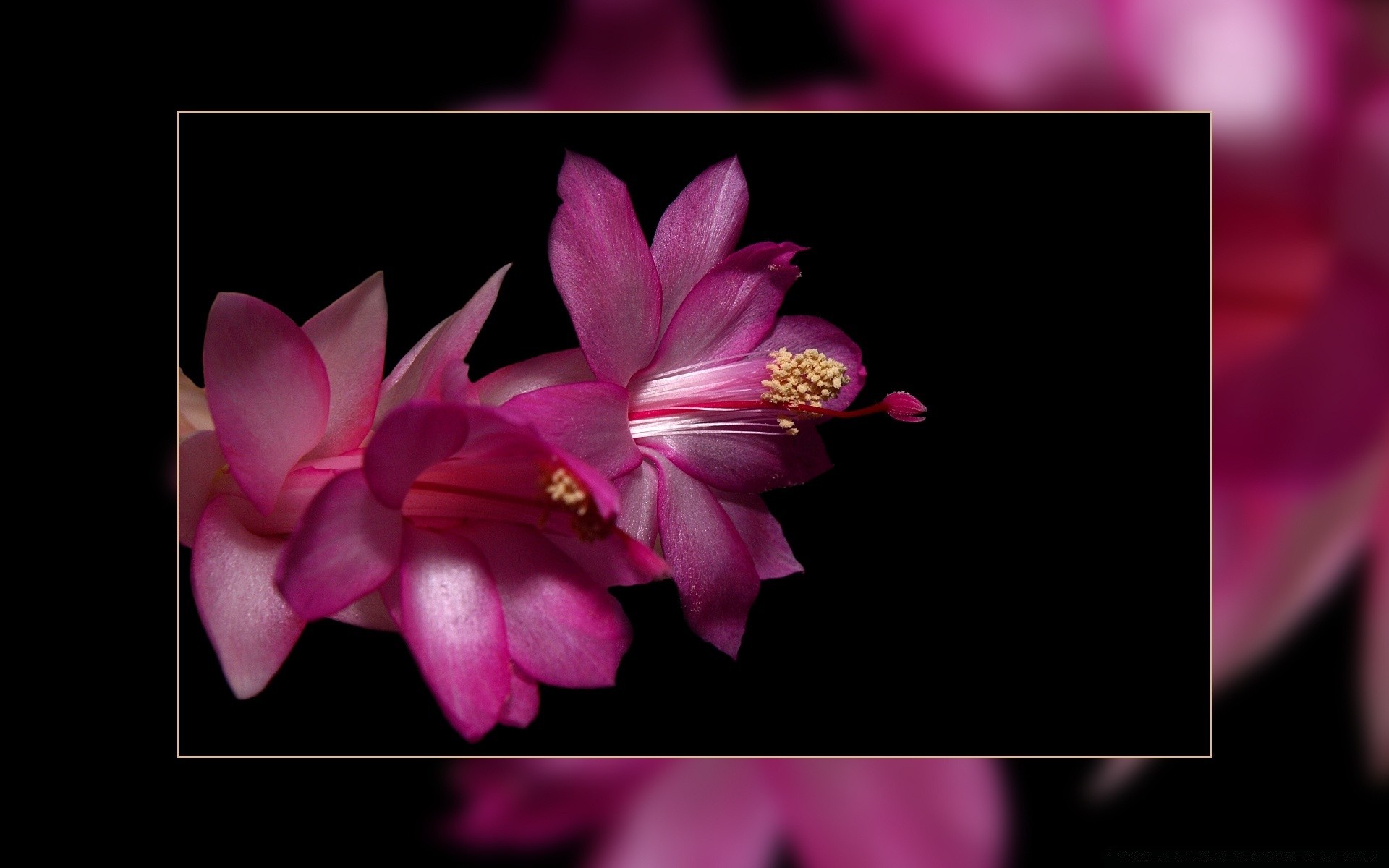 flowers flower flora nature petal beautiful floral blooming leaf bright color