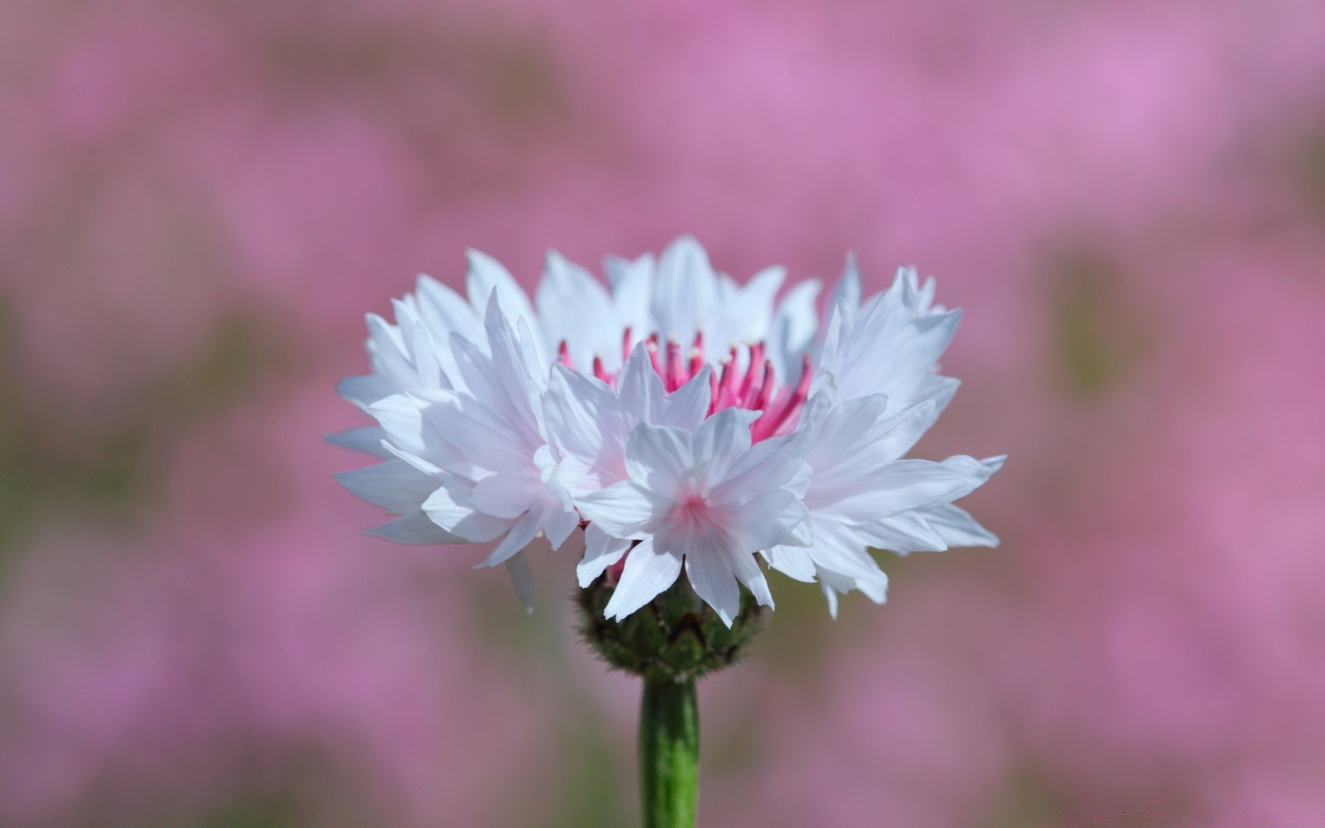 fleurs nature fleur flore été à l extérieur feuille pétale bluming jardin lumineux floral croissance champ herbe gros plan beau temps saison foin couleur