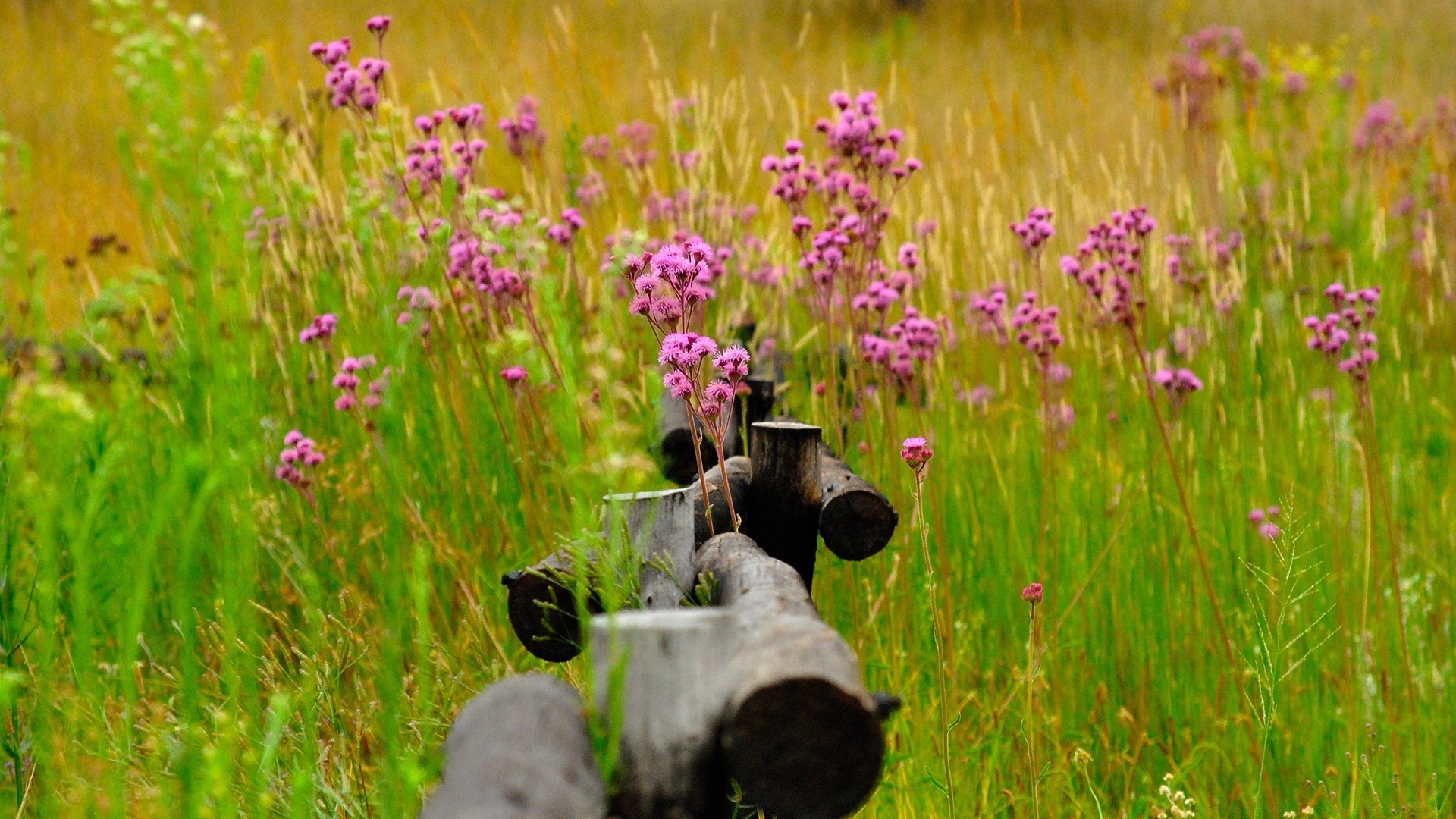 blumen blume gras natur sommer heuhaufen im freien feld des ländlichen flora landschaft wild wachstum garten blühen wildflower