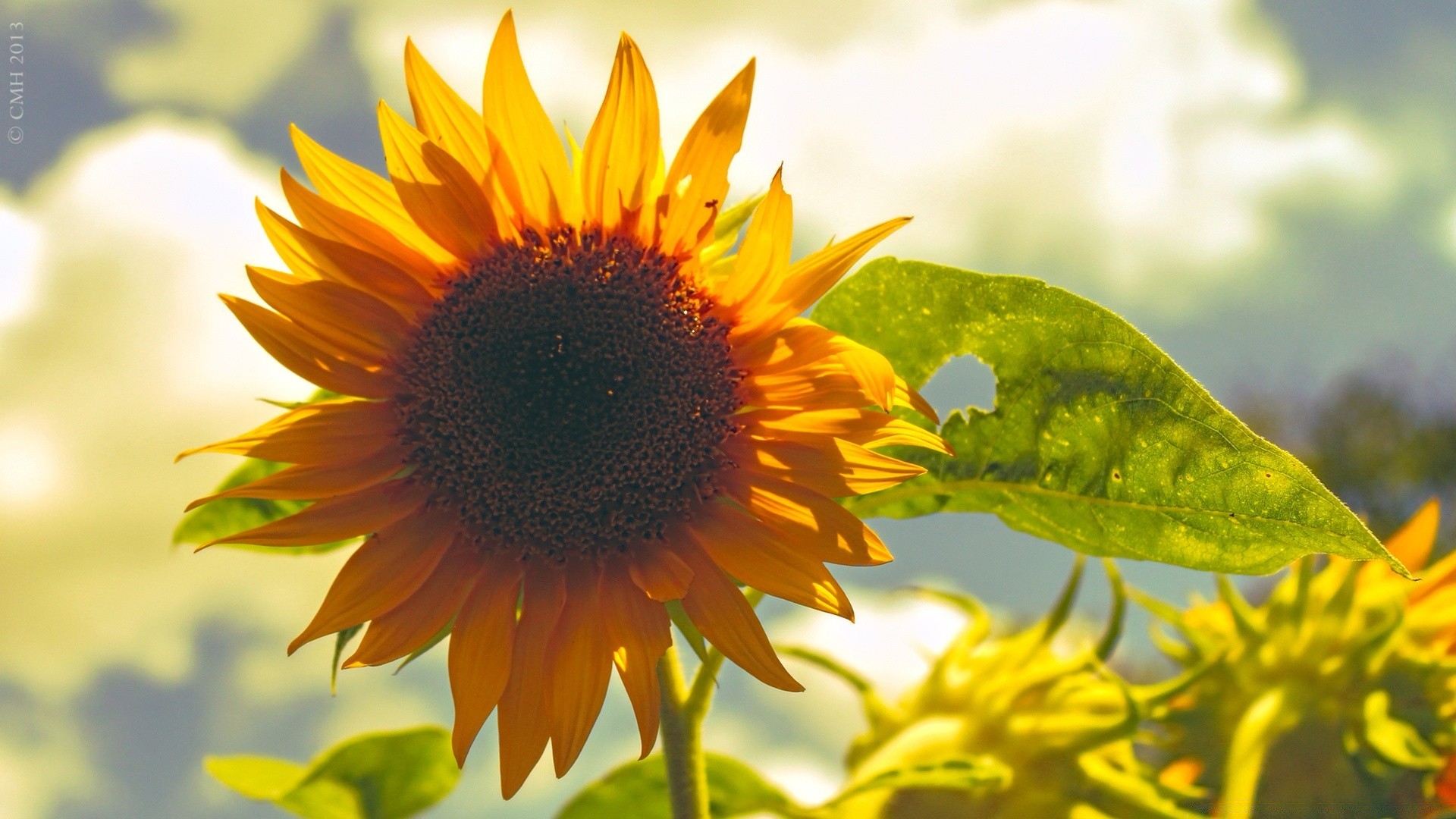 flowers nature summer flora leaf flower fair weather sun sunflower bright outdoors petal garden growth close-up season field