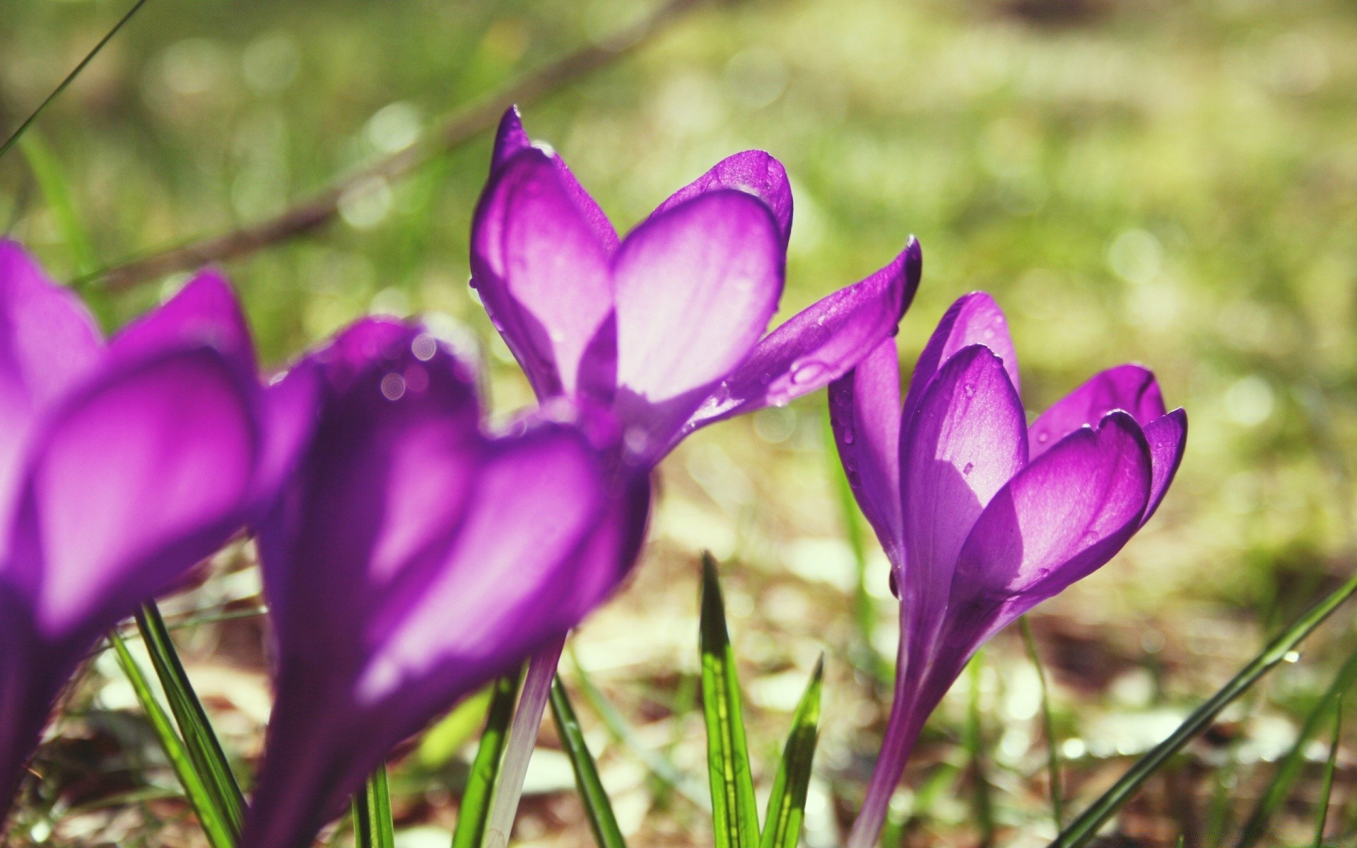 flowers flower nature flora leaf garden color blooming petal floral grass bright beautiful violet growth summer season park outdoors delicate