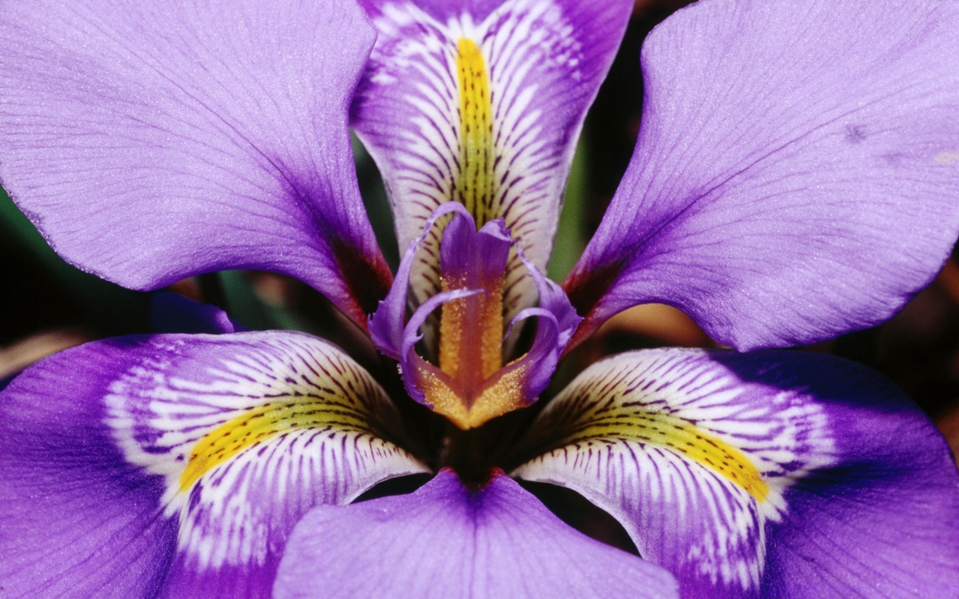 blumen natur blume flora farbe garten im freien schließen hell blütenblatt sommer