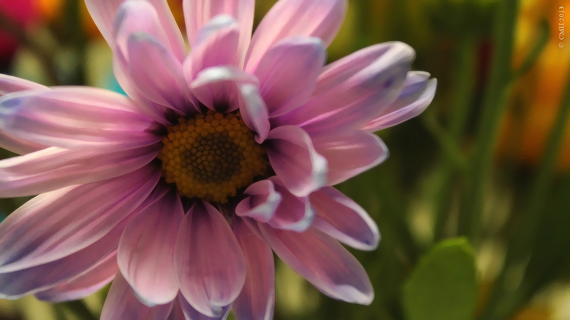 flowers flower nature flora garden summer petal color floral blooming bright beautiful close-up leaf season botanical growth