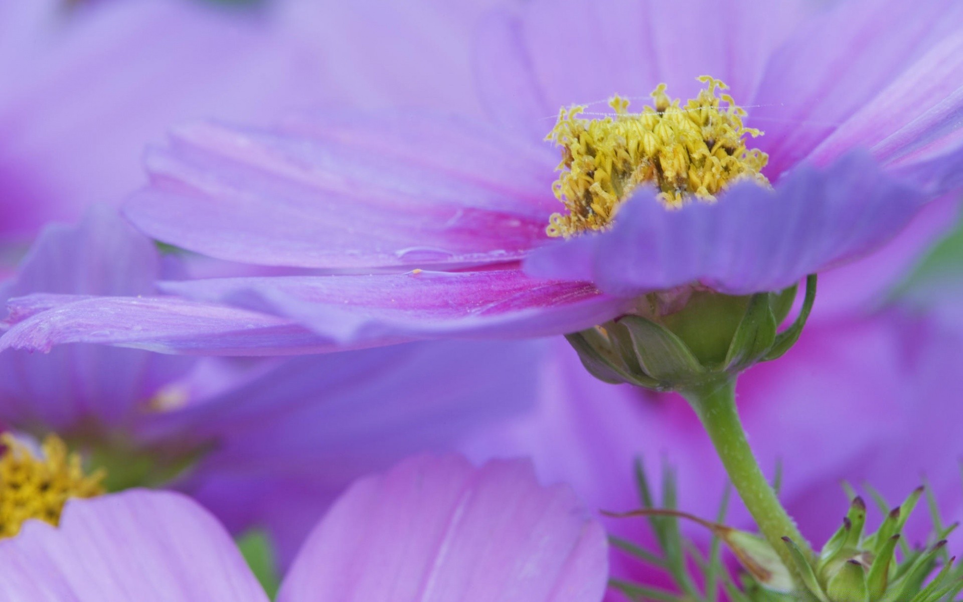 fleurs nature fleur été flore jardin feuille pétale pollen couleur champ à l extérieur gros plan bluming lumineux croissance sauvage violet flou foin