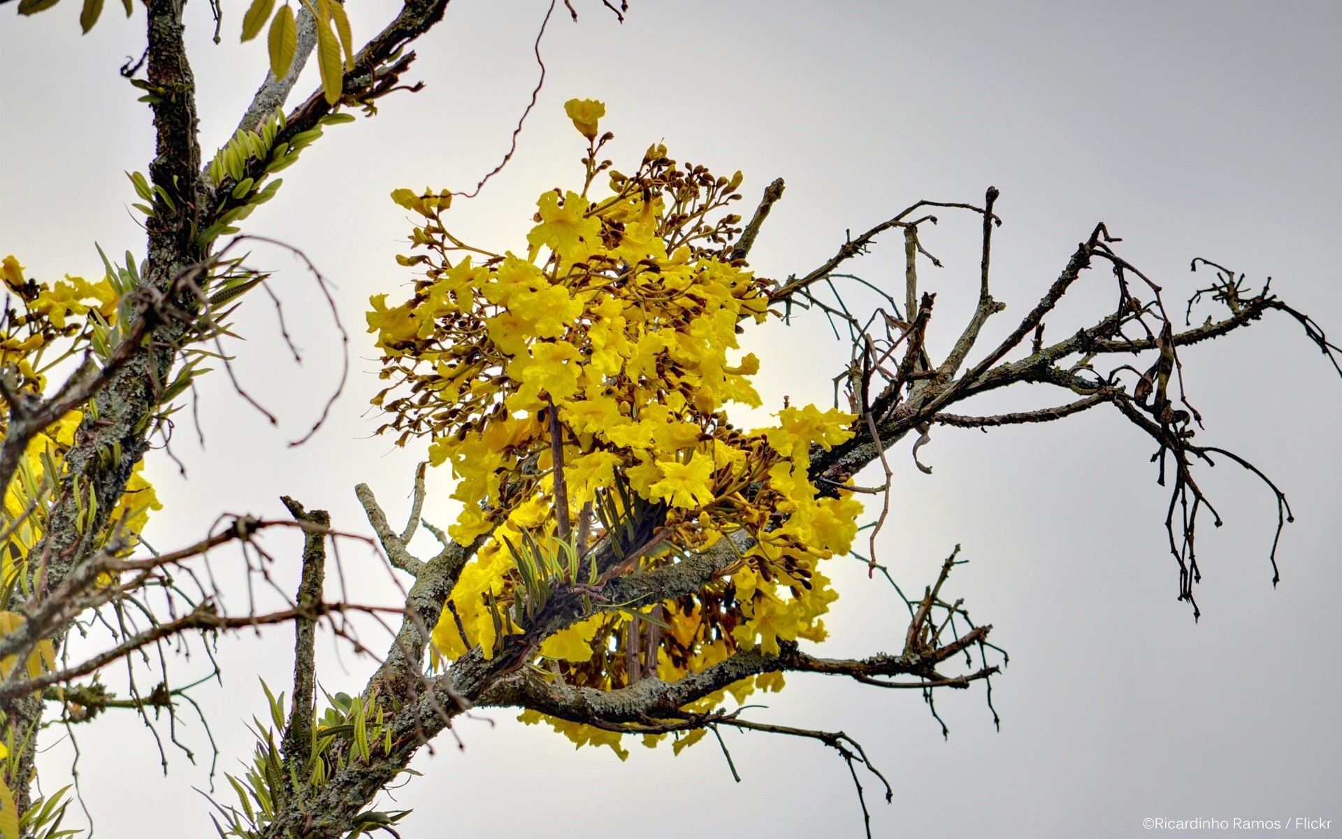 flowers tree branch nature leaf season flora outdoors bright environment fair weather color growth wood sky