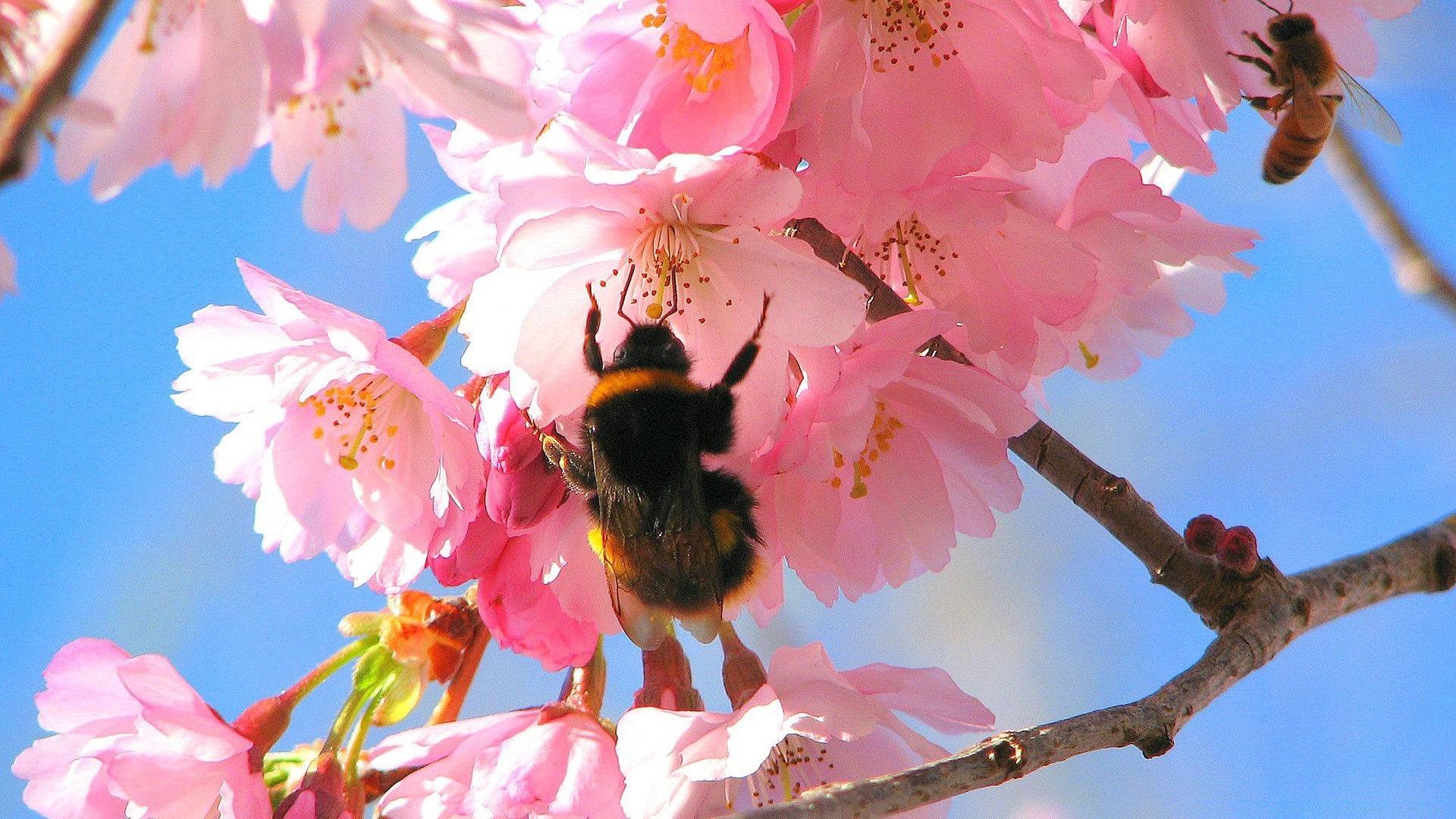 flowers flower cherry nature branch tree flora garden blooming petal floral leaf outdoors bud summer