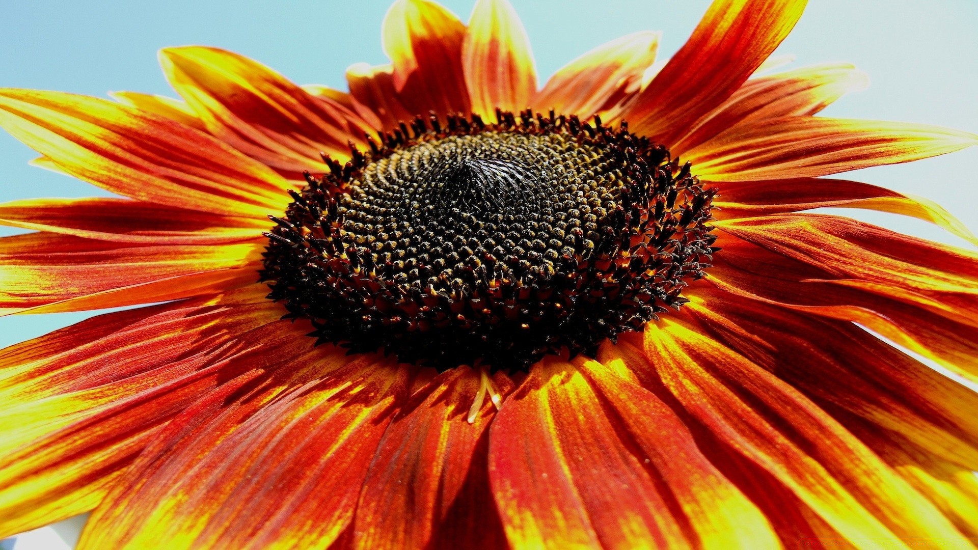 flowers nature bright summer flower flora color beautiful close-up petal desktop