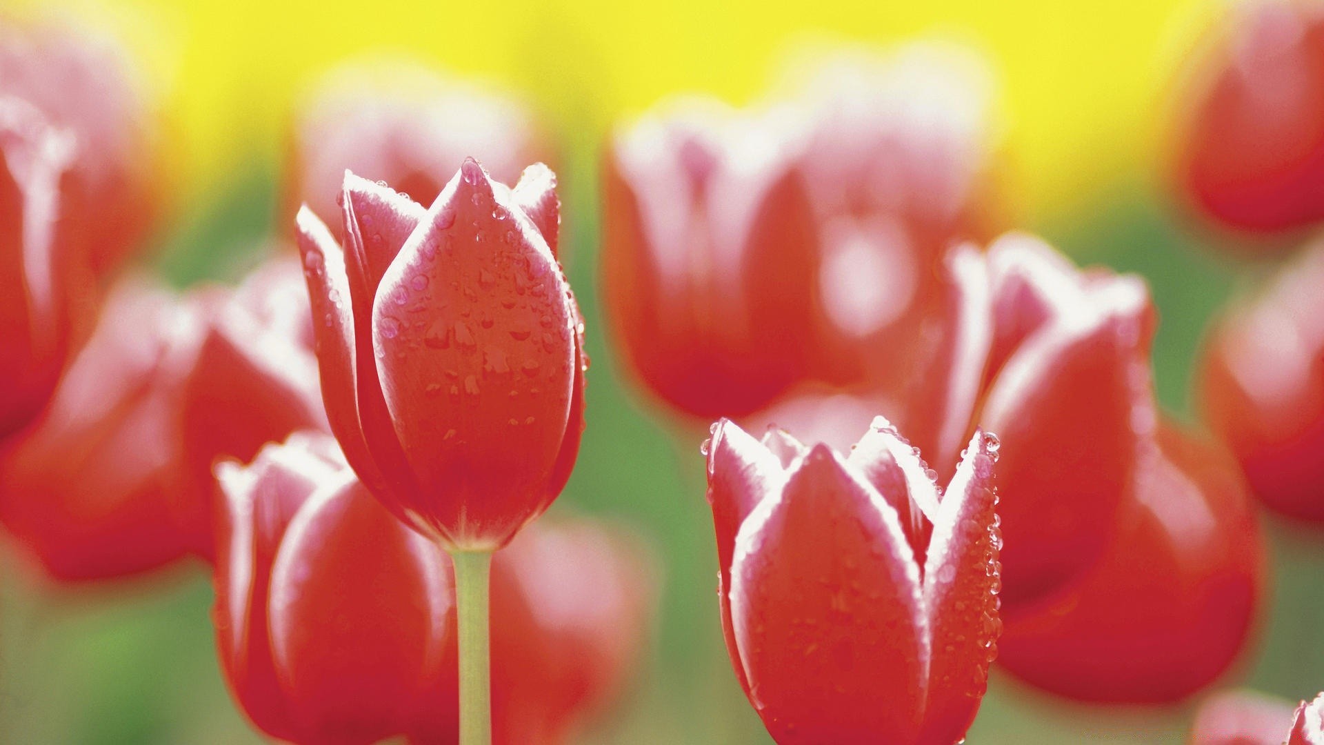 çiçekler lale doğa bahçe çiçek renk yaz yaprak parlak flora aşk