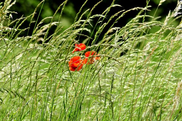 Like a symbol of hope among the same type of plants