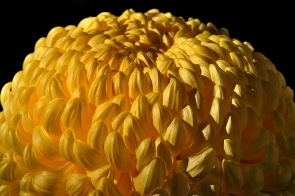 Closeup di fiore di colore giallo per desktop