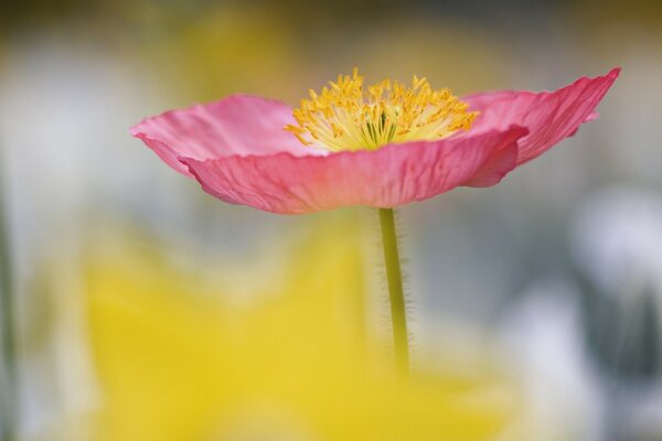 Fleur rose sur la tige vers le haut