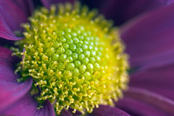 Fleur pourpre closeup