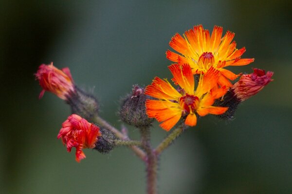 Insetto sul fiore nella flora estiva