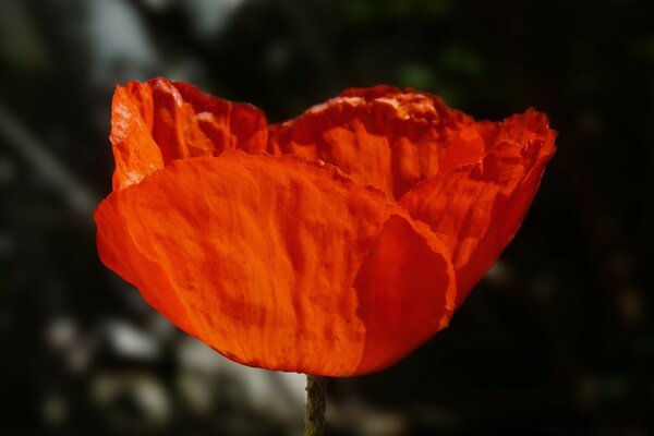 Cool flower in the shape of a heart