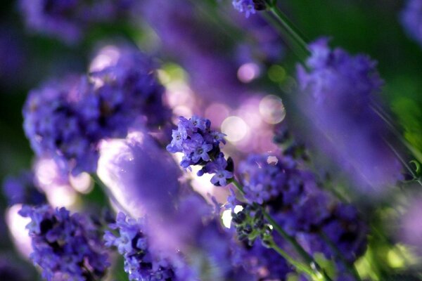 Fiori lilla angolati sul verde