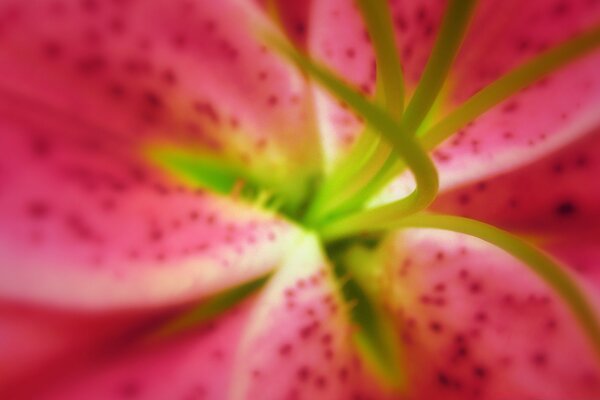 The most delicate pink lily flowers