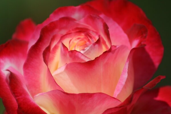 Rote schöne Rose Blume