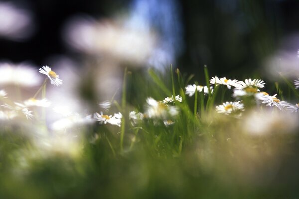 Blurry photo of grass and flowers