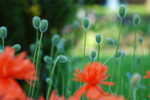 Sommer-Mohnblumen auf der Wiese