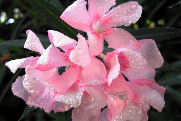 Beautiful pink flowers in dew