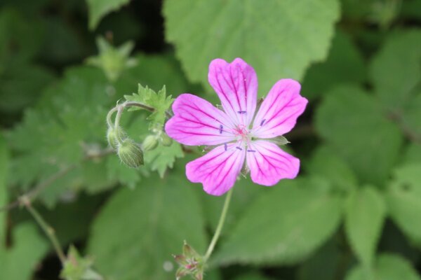 Macro photography of a pink flower in the wild