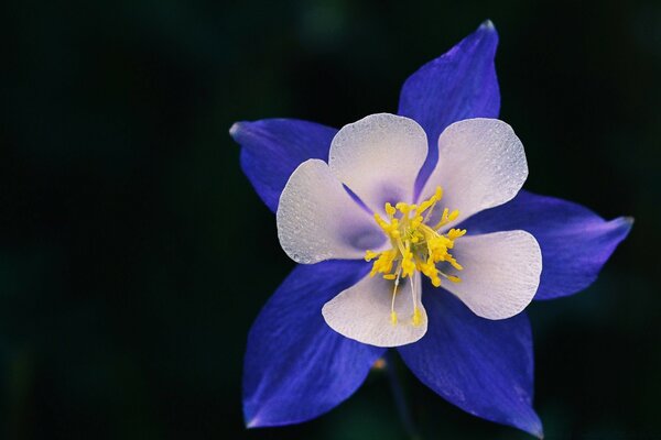 La flor como medalla al mérito del amor