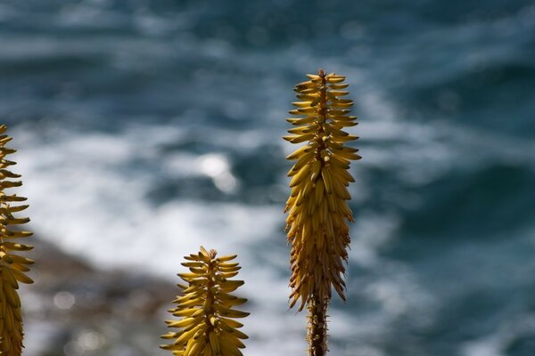 Las plantas cerca del mar parecen palmeras