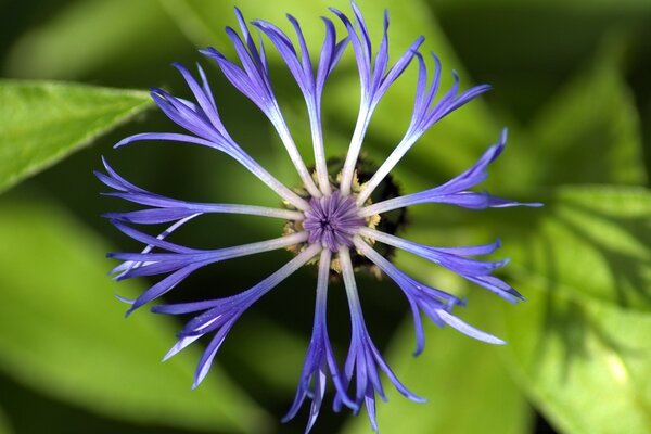 die belebte Natur. Kornblume unter der Makrozelle