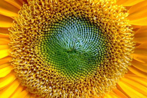 Girasol brillante. Colores jugosos