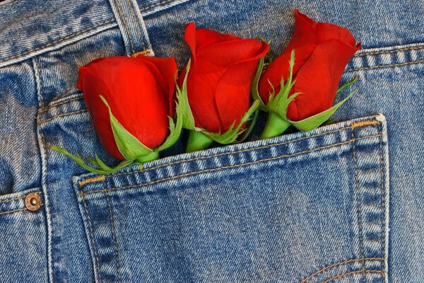 Tres rosas rojas en el bolsillo