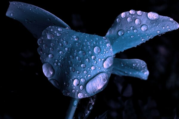 Gocce di rugiada su un singolo fiore