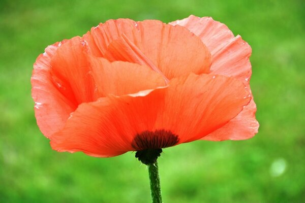 Saison estivale. Couleur corail. Poppy