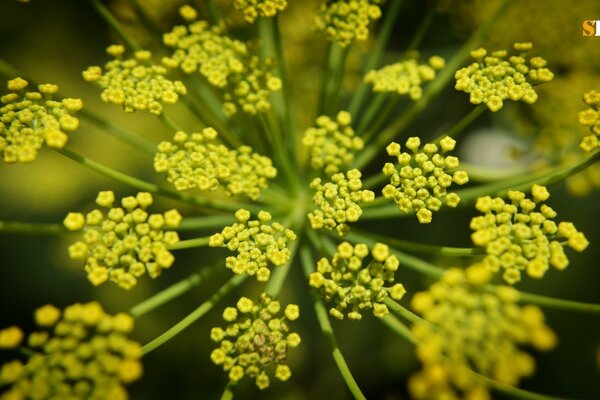 Sommer saftige Grüns Nahaufnahme