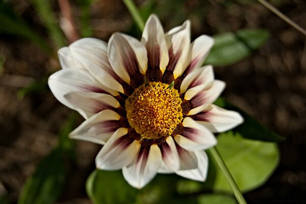 Spring , a blooming flower under the sun