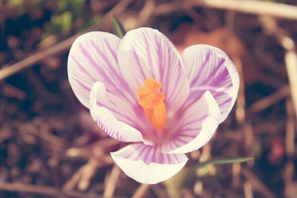 Immagine del fiore di blumng in natura