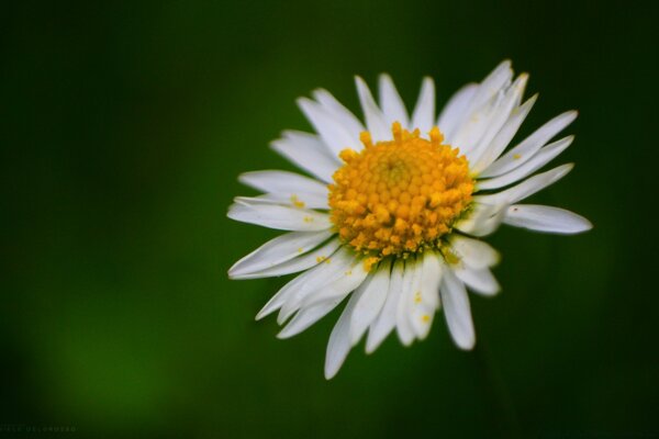 Chamomile flower close-up