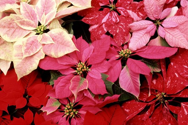 Flowers. Nature. Red. Life