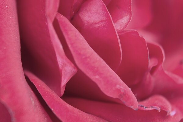 Red rose in the background