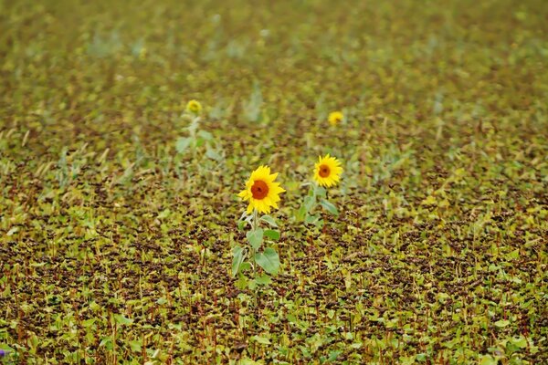 Two sunflowers in an open field