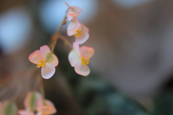 Flora Natur Blumen mit Blume