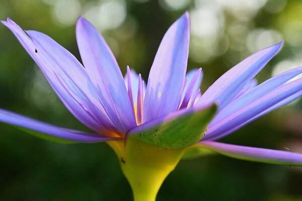 Natur Iris Blume blau