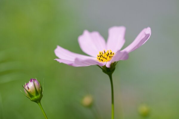 Blume im Sommer in der Natur mit rosa Blättern