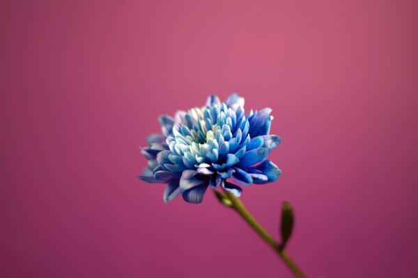 Blue flower on a solid background