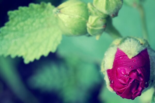 Purple bud in green leaves